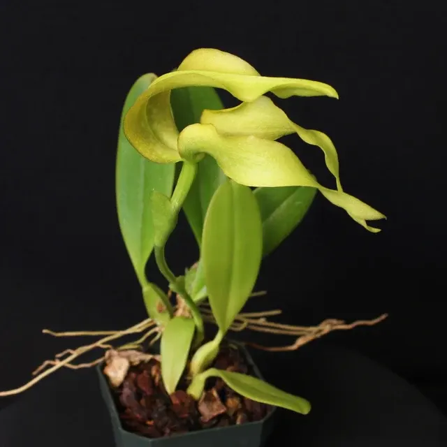 Bulbophyllum micholitzii 'Magnifico'