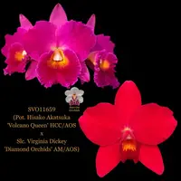 Cattleya Orchid Hybrid SVO11659 (Pot. Hisako Akatsuka 'Volcano Queen' HCC/AOS x Slc. Virginia Dickey 'Diamond Orchids' AM/AOS)