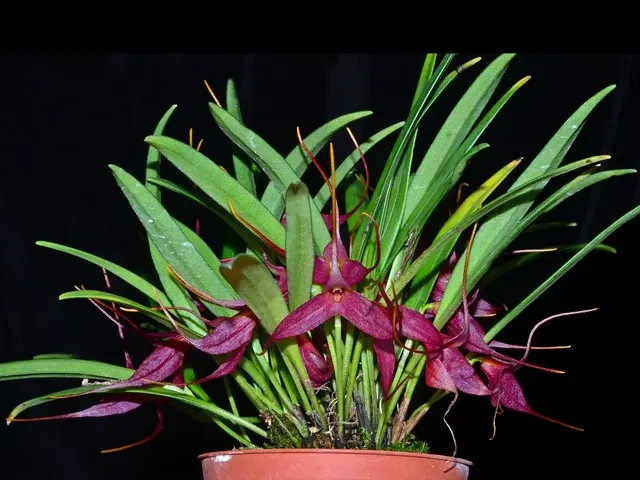 Masdevallia roseola (Masdevallia)