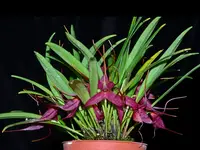 Masdevallia roseola