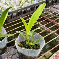 Rechingerara Ancep Passion 'Hsinying' AM/AOS 2.5" Fragrant