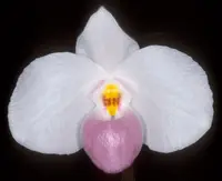 Paphiopedilum delenatii