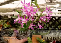 Den. Rainbow Dance 'Akazukinchan', HCC/AOS , CCM/AOS , Note:Husky Compact Grower, Fragrant' (Kunenai x unicum)