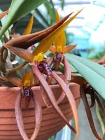 Bulbophyllum recurvilabre ‘Salon’