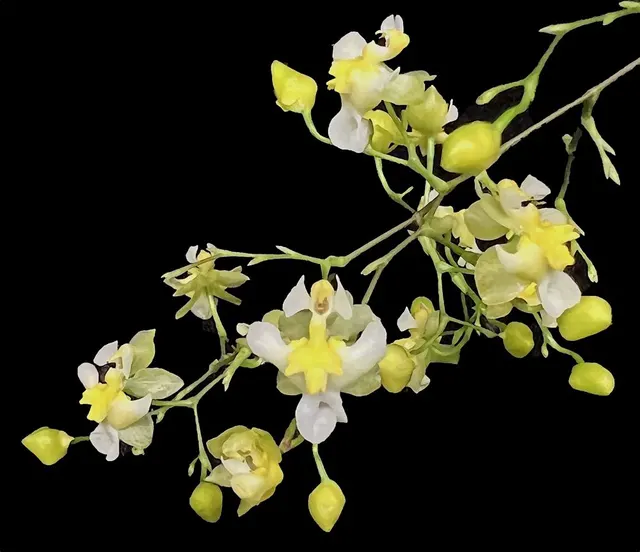 Oncidium Gold Dust — Onc Twinkle-hybrid Miniature Fragrant Easy To Grow (Oncidium)