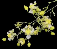Onc Gold Dust — Onc Twinkle-hybrid miniature fragrant easy to grow (NOT in-bud/bloom when shipped)