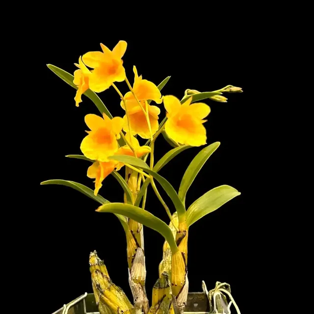 Dendrobium capillipes (Dendrobium)