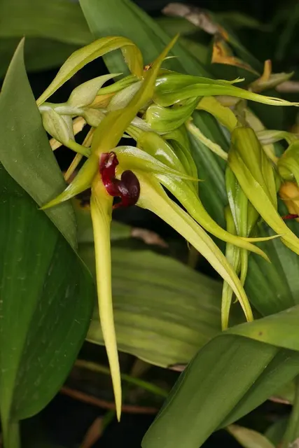 Bulbophyllum virescens x carunculatum (Bulbophyllum)