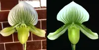 Orchid Seedling Advanced 50mm Pot Size - Paphiopedilum Doya Green Prince x Hsinying Citron