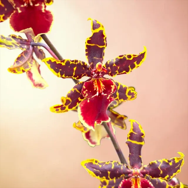 Colmanara Wildcat 'Petite Sirah'