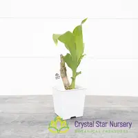 Monnierara Jumbo Delight 'Pink' — 2" Pot / Without Spike