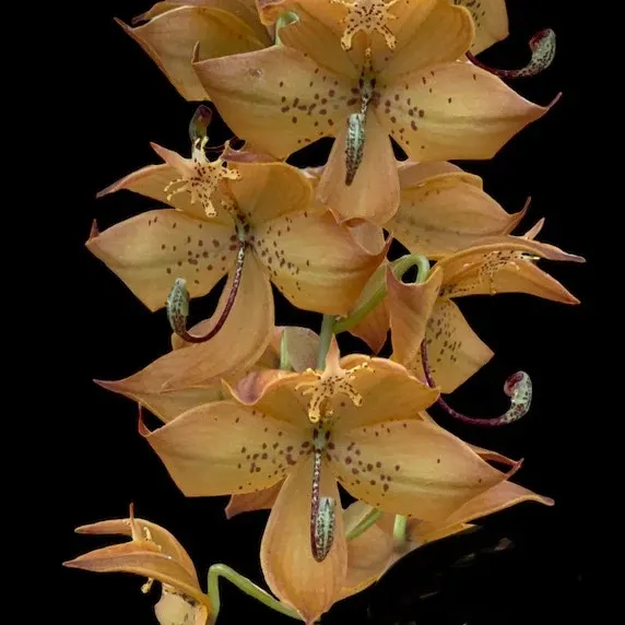 Cycnoches William Clarke IN SPIKE/flower