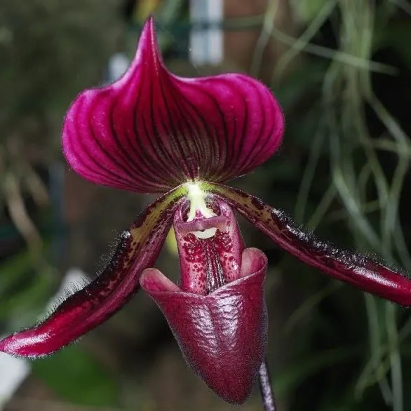 Paphiopedilum maudie (Paphiopedilum)