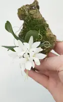 Aerangis fastuosa