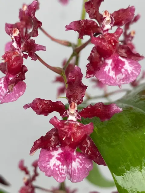 Oncidium Heaven Scent 'Sweet Baby' (Oncidium)