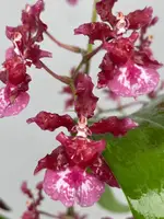 Onc. Heaven Scent 'Sweet Baby' — In Bud/Spike