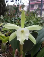 Rhy. glauca seedlings, Shipping Included