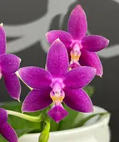 Phal. Equalacea 'Smurf' — Blooming Size
