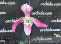 Paph Ariel ', Note;Only 4 available,. Compact Growing . , ' (haynaldianum var album x bellatulum )