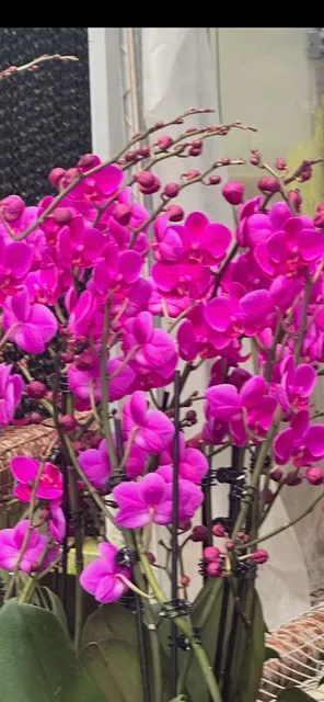 Phalaenopsis Queen Beer 'Mantefon'