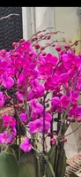 Phalaenopsis Queen Beer ‘Mantefon’