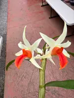 Den. Jiaho Delight 'Red Lips' long lasting blooms! — Not Currently In Bloom or Spike