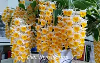 Orchid Seedling 50mm Pot Size - Dendrobium thyrsiflorum - Species