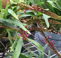 Bulbophyllum falcatum