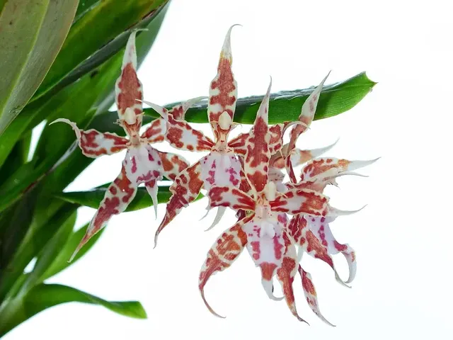 Oncidium crocidipterum (Oncidium)