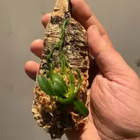 Aerangis appendiculata