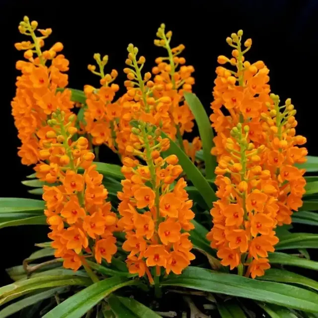 Ascocentrum Garayi Blooming Size (Ascocentrum)