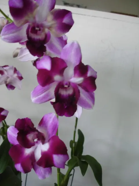 Dendrobium Jaquelyn Concert X Den. King Sonia