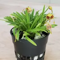 Masdevallia