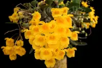 Dendrobium Rin