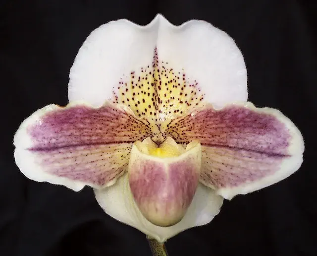 Paphiopedilum Via Ojai HCC 'Boucher' (Paphiopedilum)
