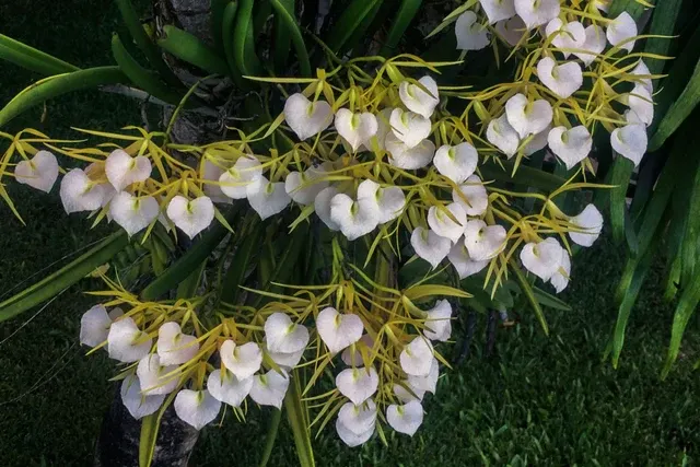 Brassavola nodosa (Brassavola)