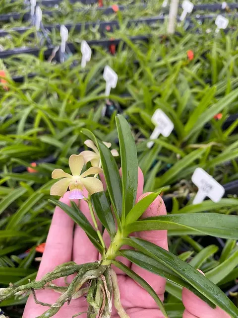 Vandachostylis Motes Quantum (Vandachostylis)