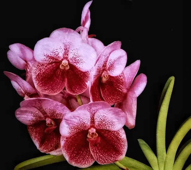 Vanda Thonglorsand (Vanda)