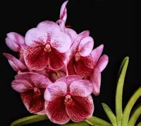 Vanda Thonglorsand
