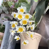 Dendrobium farmeri