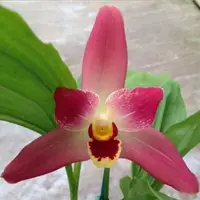 Rare, Near Blooming size, Lysudamuloa Red Jewel *Hilo Girl*, Shipping Included