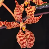 Renanthera monachica — blühfähige Pflanzen