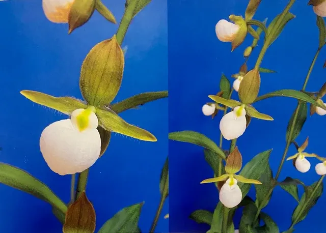 Cypripedium californicum
