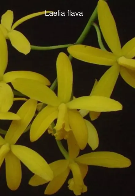 Laelia flava