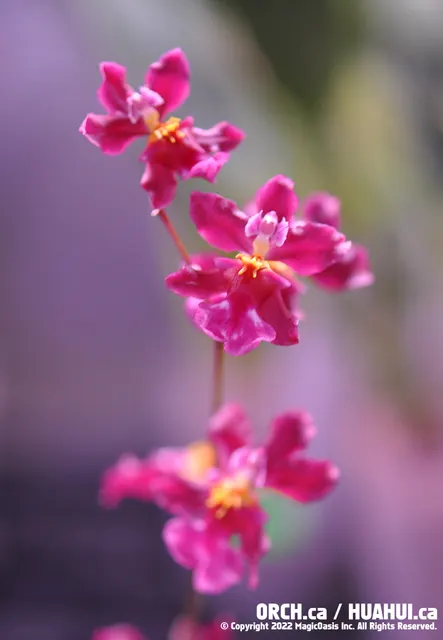 Oncidium Tariflor Lady 'Pretty Girl' (Oncidium)