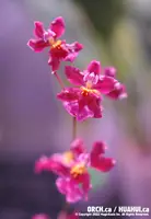 Onc. Tariflor Lady 'Pretty Girl' (Tariflor Ruby x Tariflor Queen)