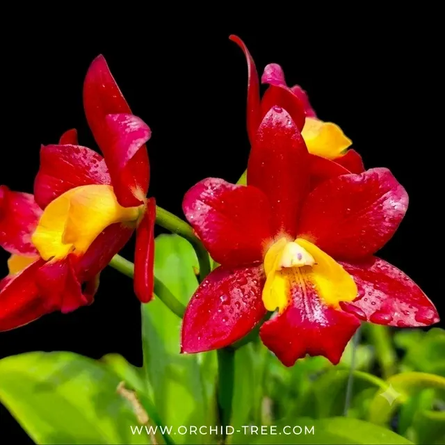 Cattleya Mister Jousiffe (Cattleya)