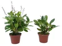 Stelis columnaris (Big)