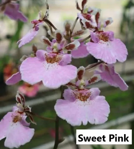 Tolumnia Sweet Pink
