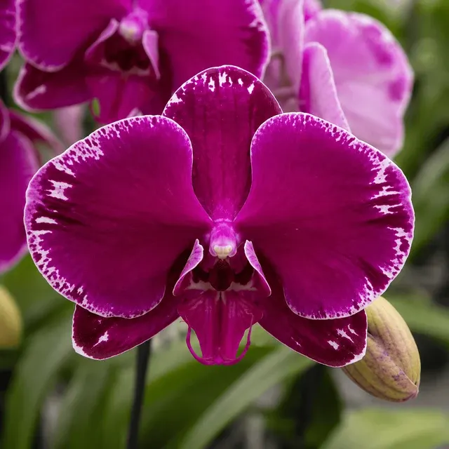 Phalaenopsis Fusheng Purple Rose